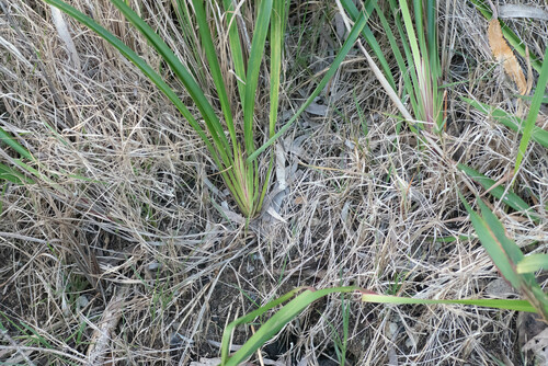 Cerulean flaxlily (Dianella caerulea)