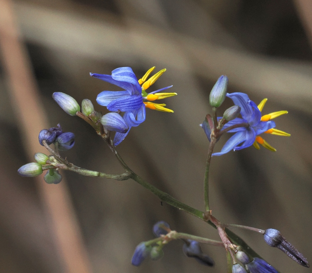 Cerulean flaxlily (Dianella caerulea)