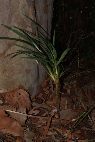 Cerulean flaxlily (Dianella caerulea)
