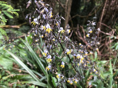 Cerulean flaxlily (Dianella caerulea)