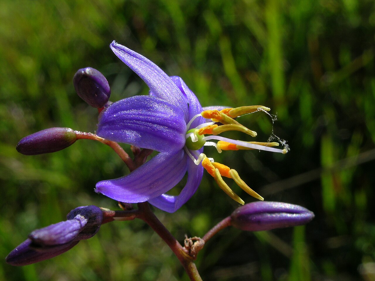 Cerulean flaxlily: Dianella caerulea