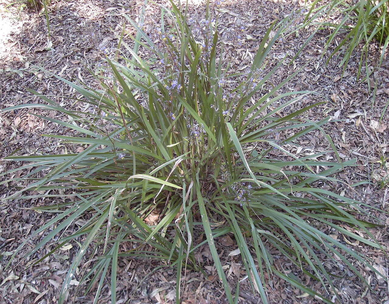 Cerulean flaxlily: Dianella caerulea plant in flower, Mount Archer National Park, Rockhampton