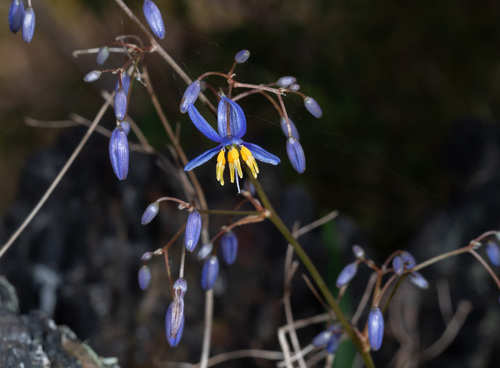Cerulean flaxlily (Dianella caerulea)