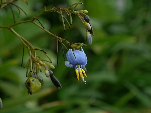 Dianella ensifolia: Dianella ensifolia：キキョウラン 2008/08/12 沖縄本島北部：Okinawa Island, Japan