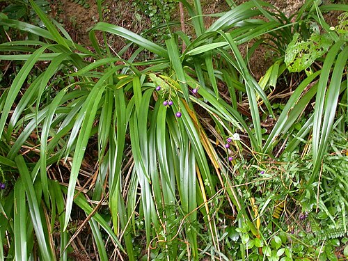 Dianella ensifolia: Dianella ensifolia：キキョウラン 2004/08/10 沖縄本島北部：Okinawa Island, Japan