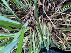 Dianella haematica (Dianella haematica)