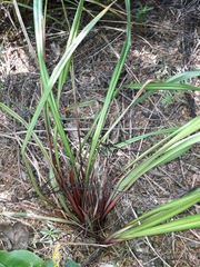 Dianella haematica (Dianella haematica)