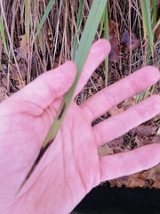 Dianella haematica (Dianella haematica)