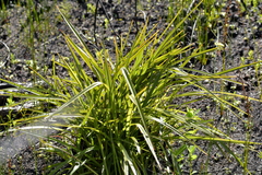 Dianella haematica (Dianella haematica)