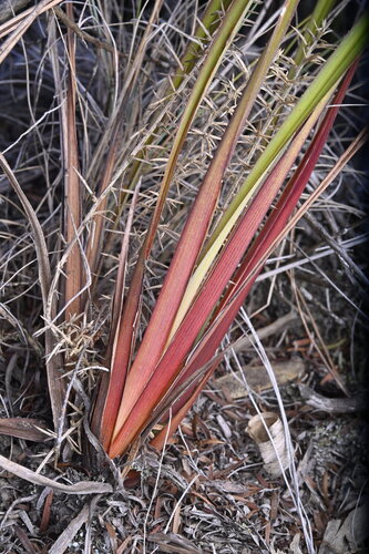 Dianella haematica (Dianella haematica)