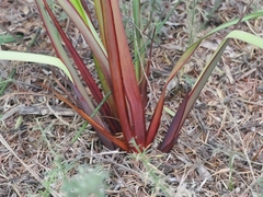 Dianella haematica (Dianella haematica)