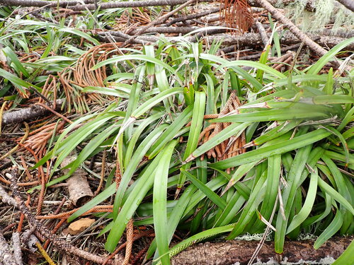 Dianella intermedia (Dianella intermedia)