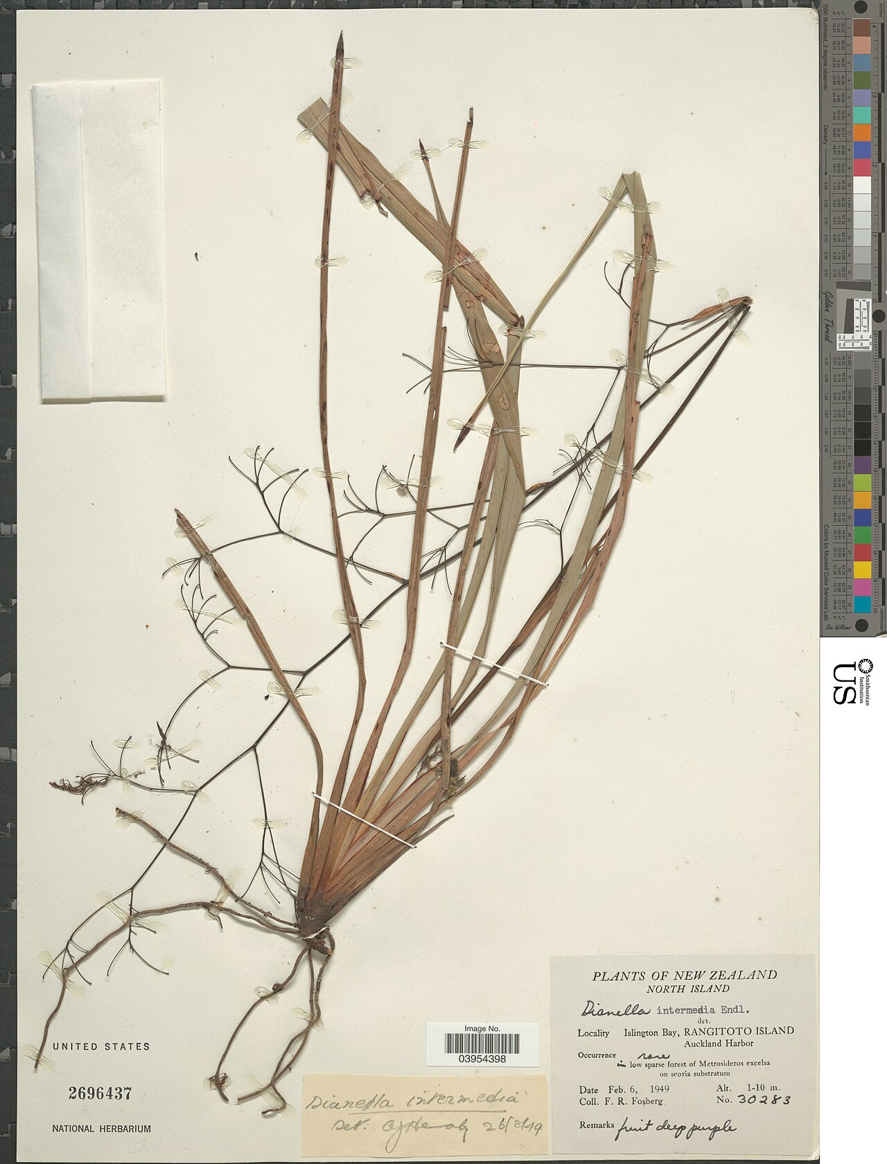 Dianella intermedia: Smithsonian NMNH - Botany Dept. Name: Dianella intermedia Endl. Taxonomy: Plantae Monocotyledonae Asparagales Asphodelaceae Hemerocallidoideae Place: North Isla