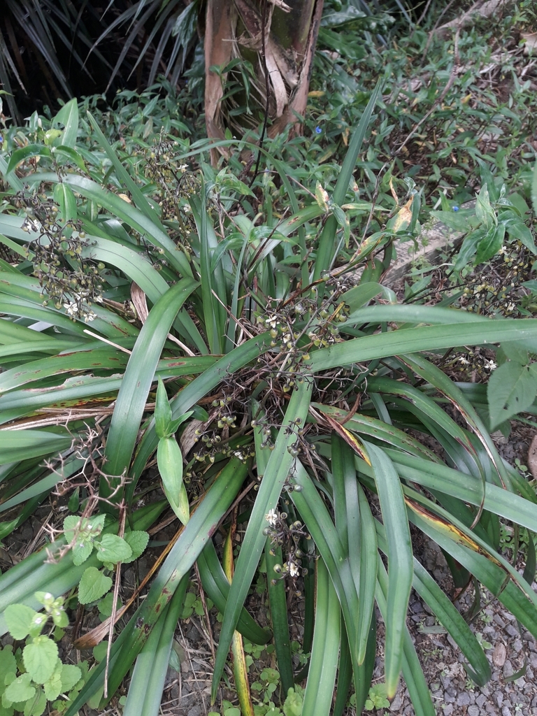 Dianella intermedia (Dianella intermedia)