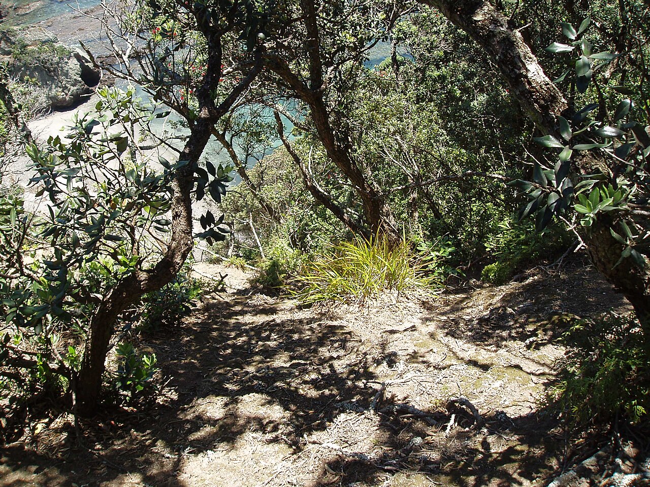 Dianella latissima (Dianella latissima)