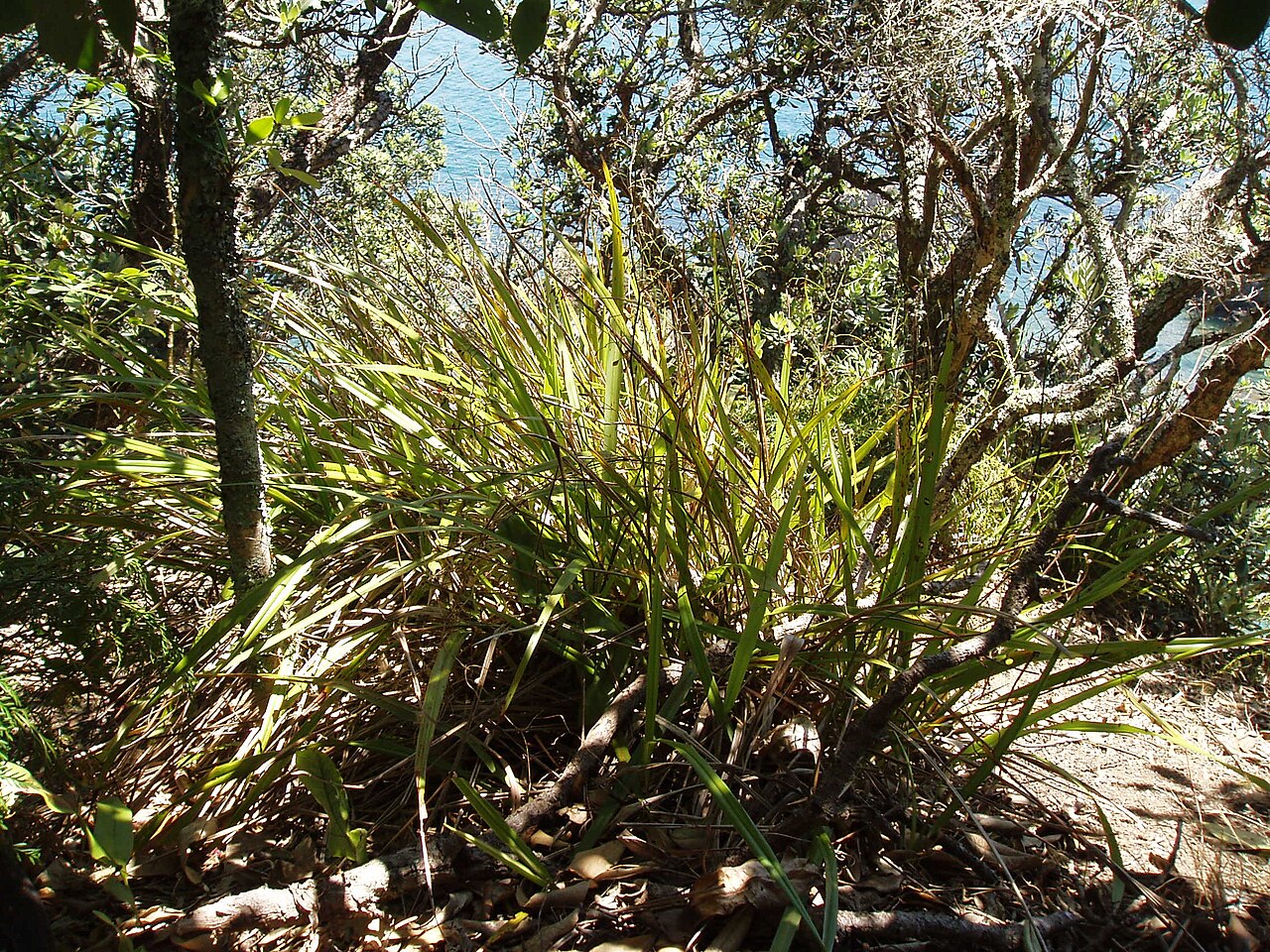 Dianella latissima (Dianella latissima)