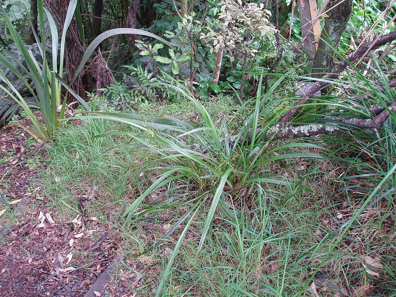 Dianella latissima (Dianella latissima)