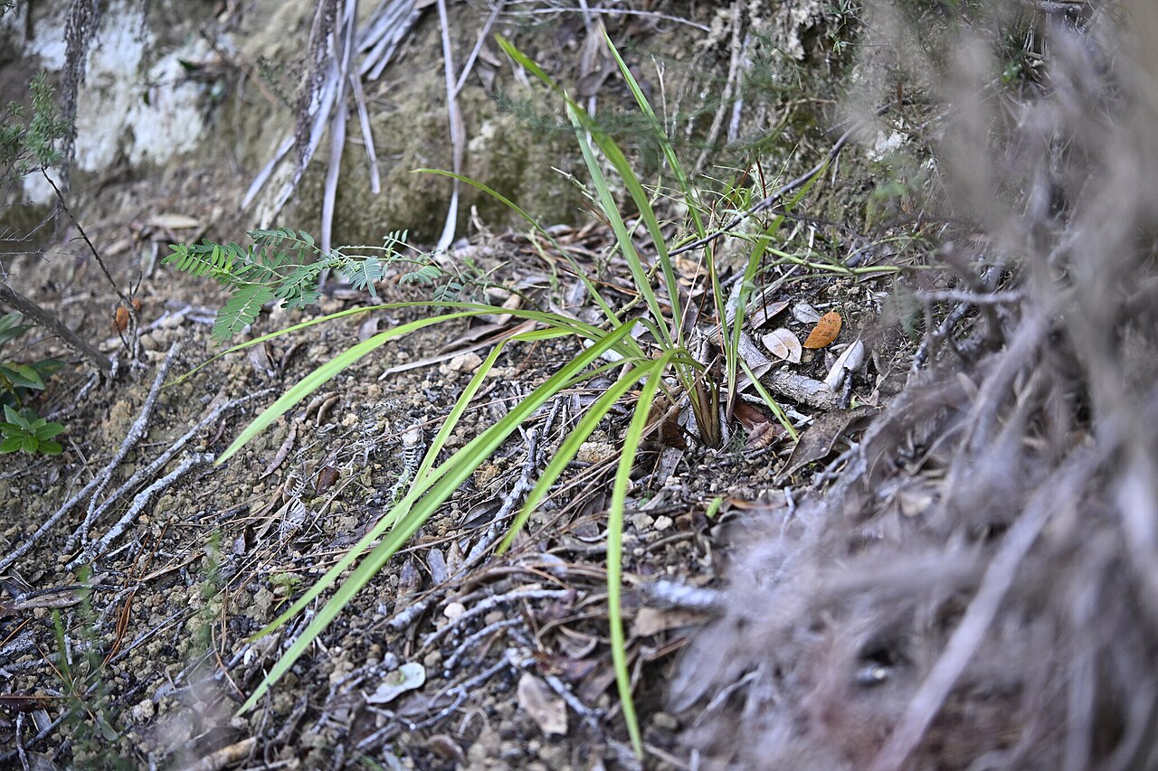 Dianella latissima: Dianella latissima, North Shore, Hauraki, Auckland, New Zealand, 2025-05-21 (iNaturalist).