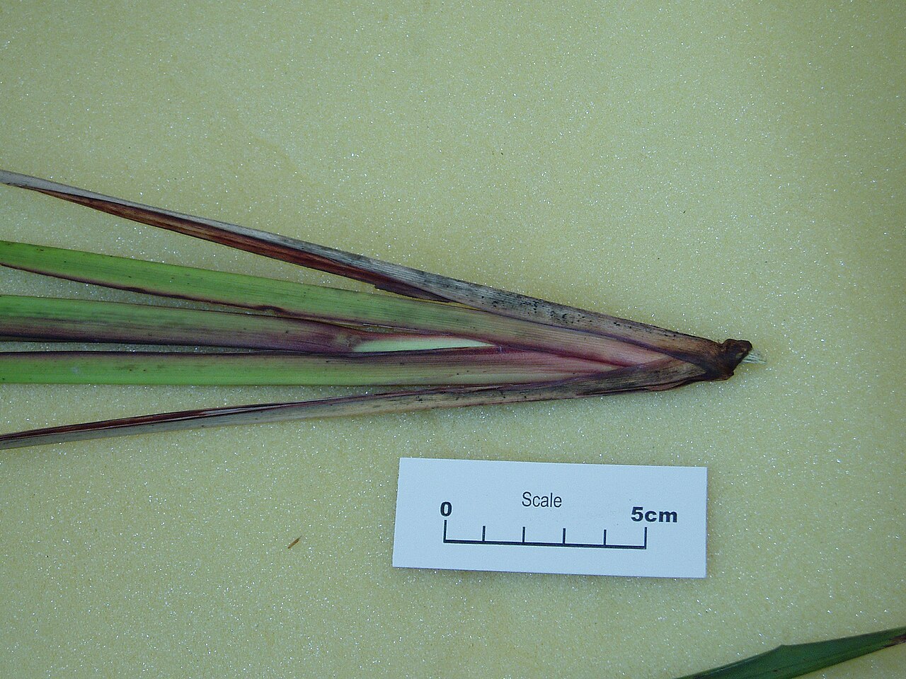 Dianella latissima (Dianella latissima)