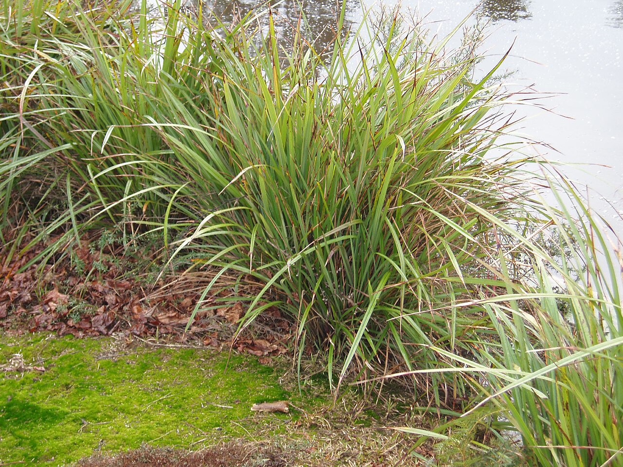 Dianella latissima (Dianella latissima)