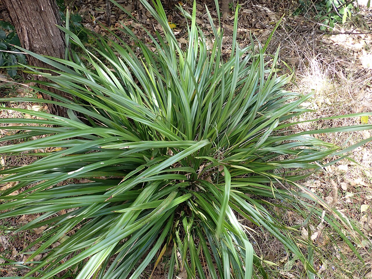 Dianella latissima: Dianella latissima, Auckland, Waitemata, Birkenhead, Kauri Point, Kendall Bay, 2025-01-03 (iNaturalist).