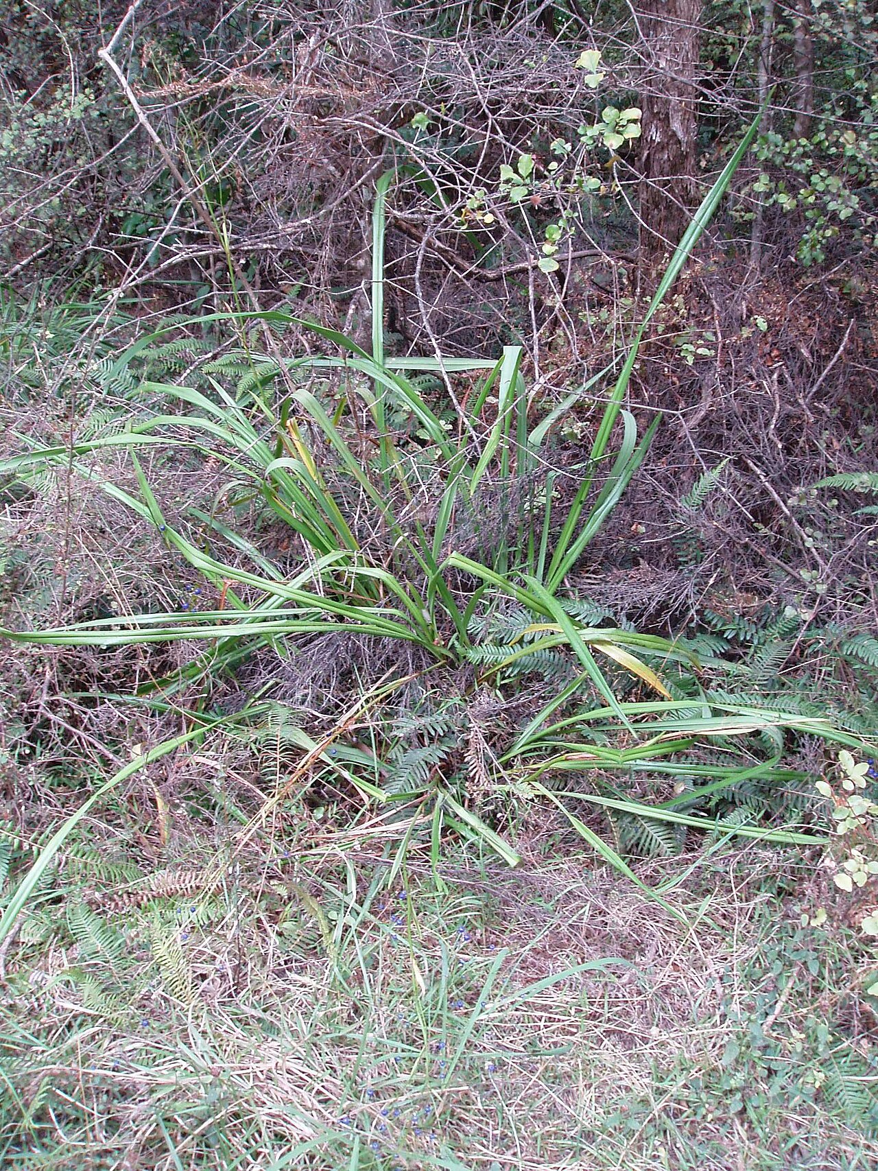 Dianella latissima (Dianella latissima)