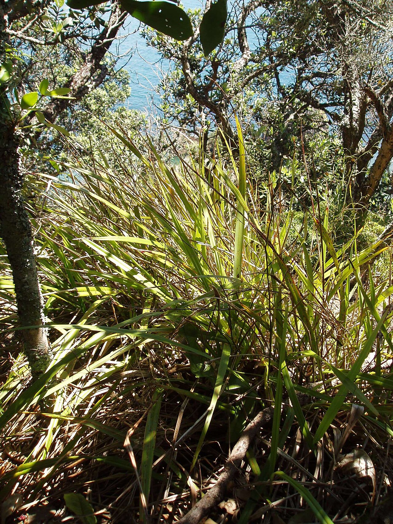 Dianella latissima (Dianella latissima)