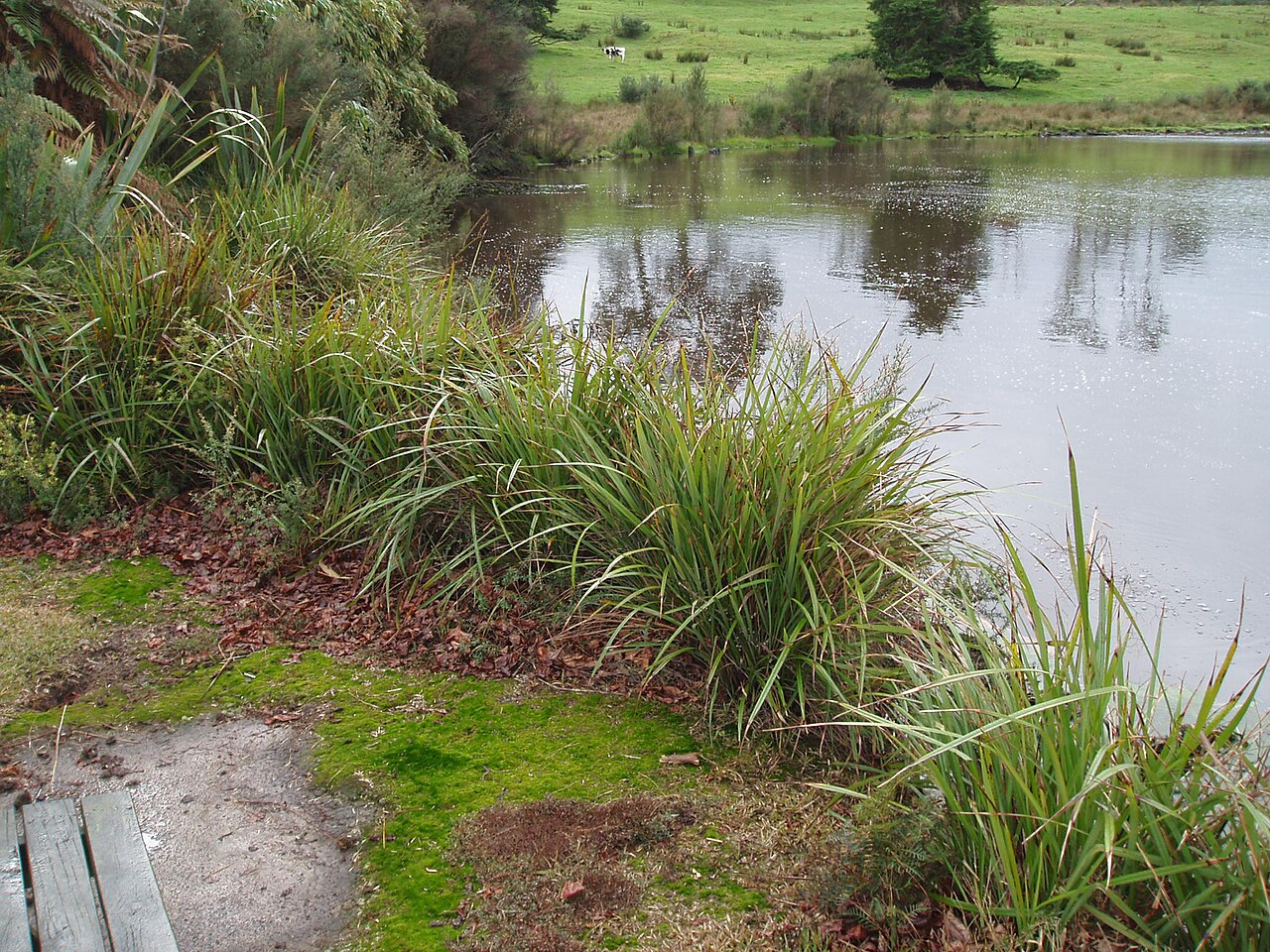 Dianella latissima (Dianella latissima)