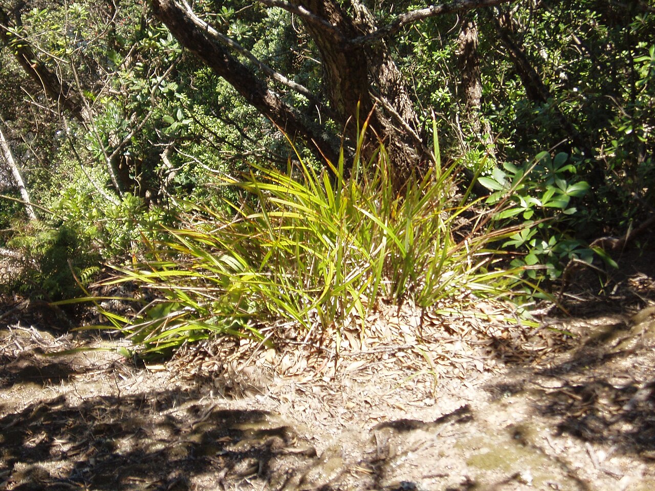 Dianella latissima (Dianella latissima)