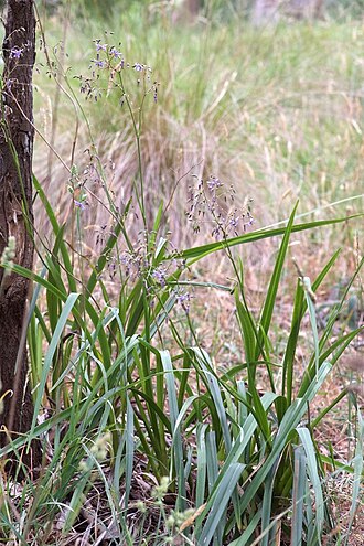 Dianella longifolia: Stanley Park, Mt Macedon