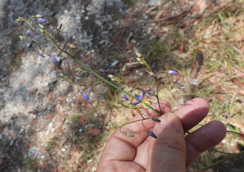 Dianella longifolia (Dianella longifolia)