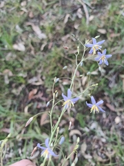 Dianella longifolia (Dianella longifolia)