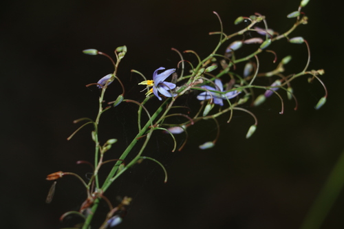 Dianella longifolia (Dianella longifolia)