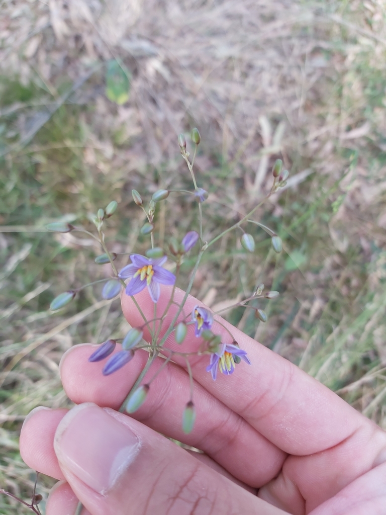 Dianella longifolia (Dianella longifolia)