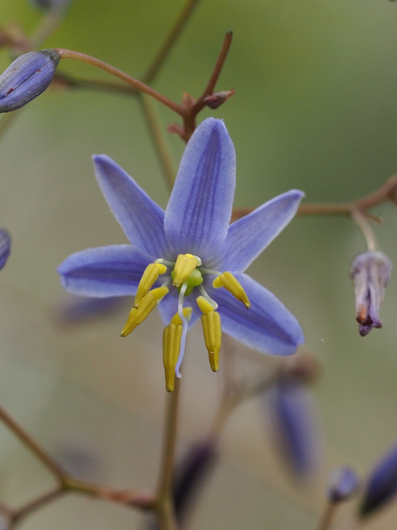 Dianella longifolia: Dianella longifolia subsp. longifolia near the carpark at Wollomombi Falls in the Oxley Wild Rivers National Park