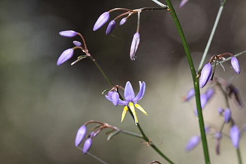 Dianella longifolia: Smooth Flax Lily- Dianella longifolia