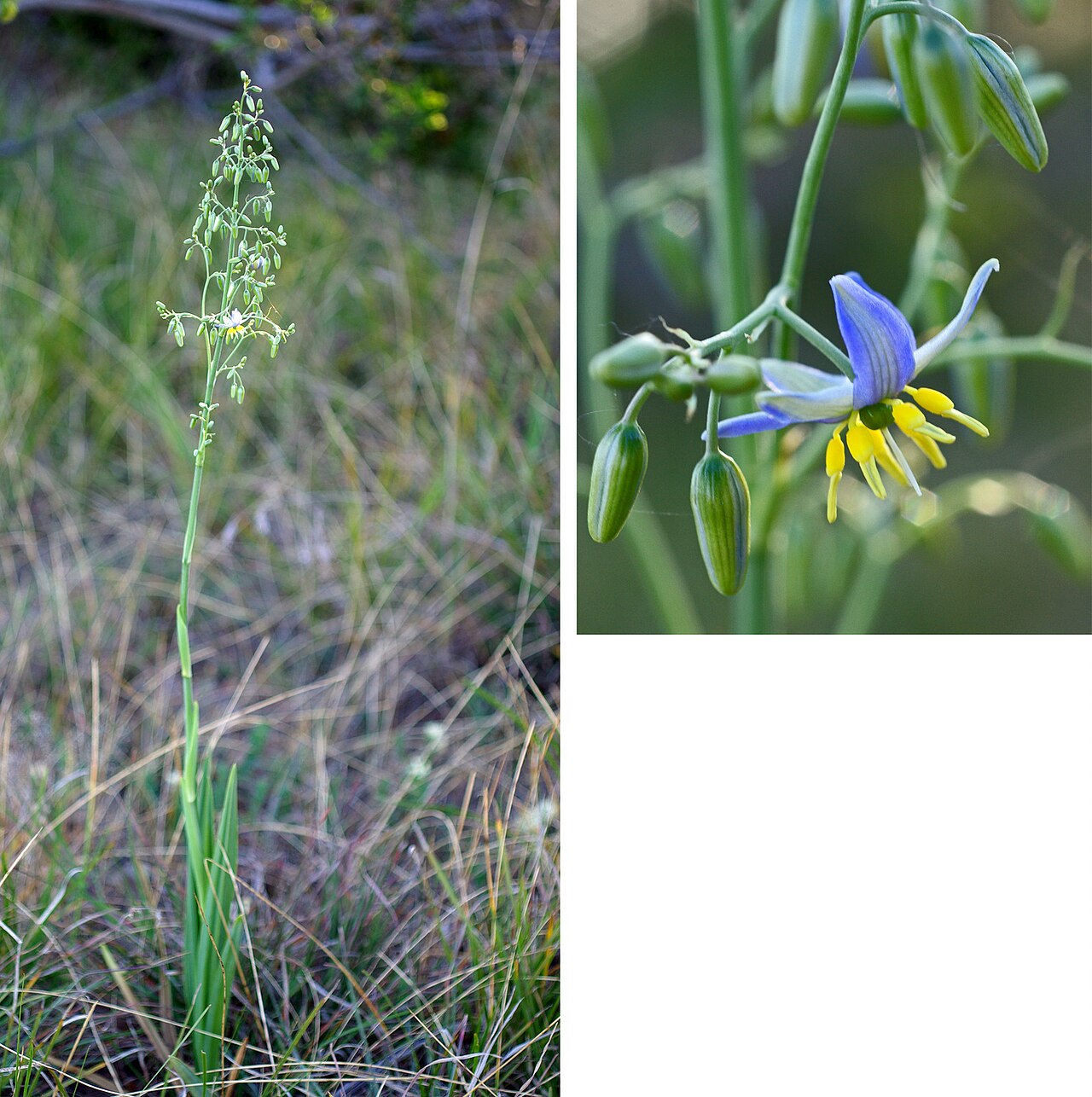Dianella longifolia: Dianella longifolia (Pale Flax-lily). Plants solitary or in loose tufts to 1m high. Flowers Sep - Jan