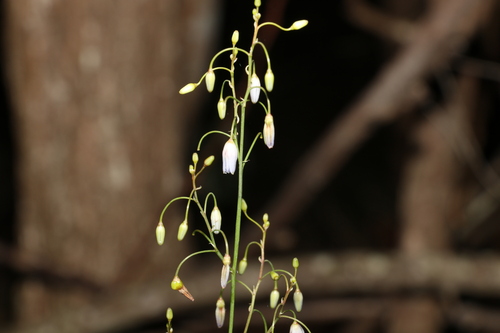 Dianella longifolia (Dianella longifolia)