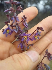 Dianella longifolia (Dianella longifolia)