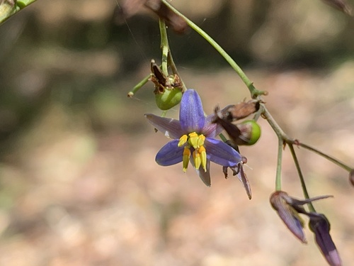 Dianella longifolia (Dianella longifolia)