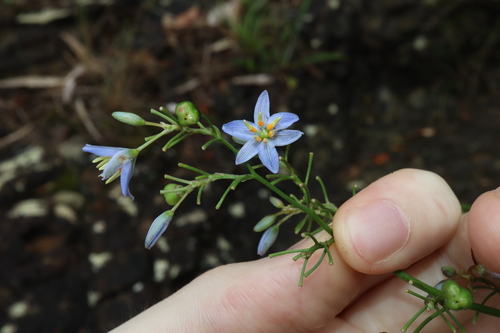 Dianella longifolia (Dianella longifolia)