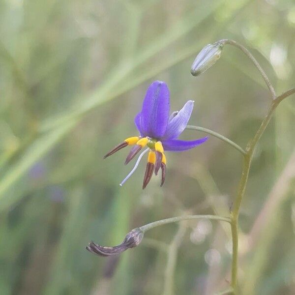 Dianella revoluta (Dianella revoluta)