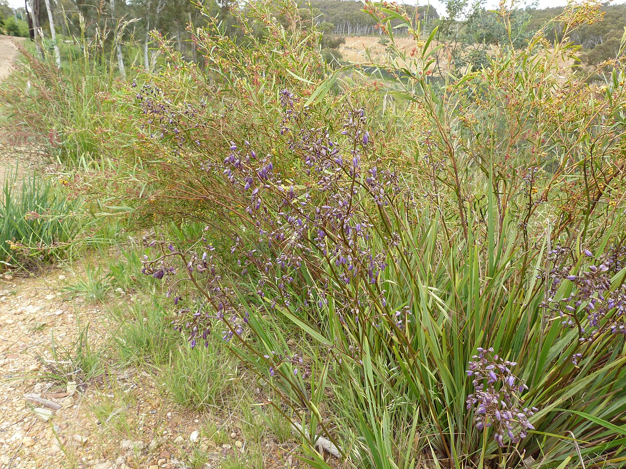Dianella revoluta: Dianella revoluta R.Br., Black Mountain, Canberra, ACT, 4 November 2010