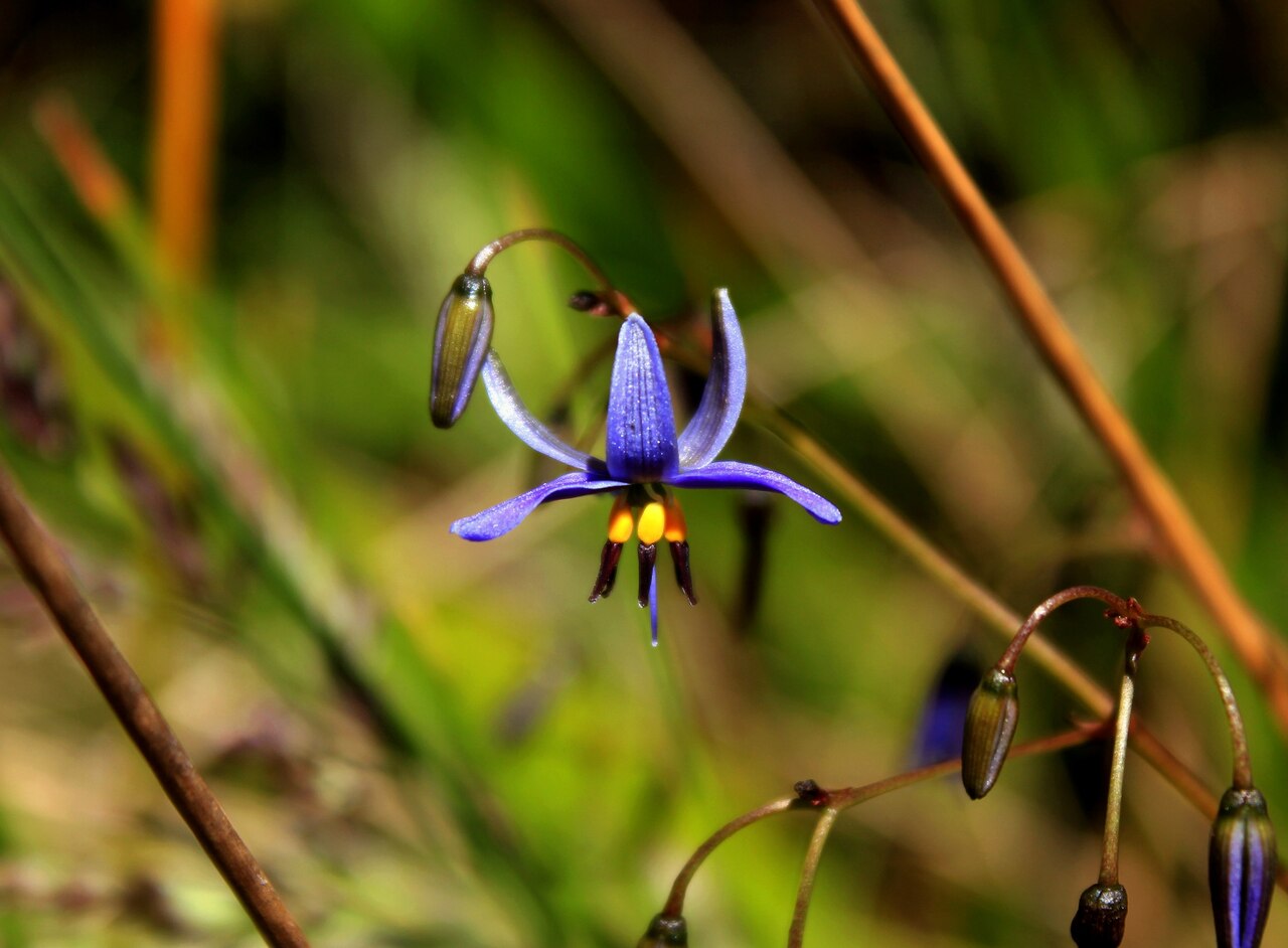 Dianella revoluta: Dianella revoluta (Black-anther Flax-lily) near the Great Ocean Road, Victoria, Australia.