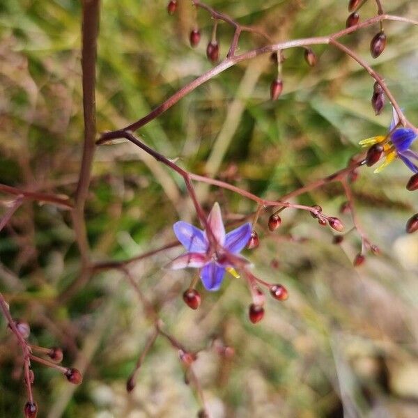 Dianella revoluta (Dianella revoluta)