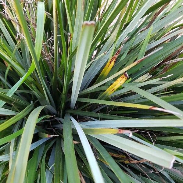 Dianella revoluta (Dianella revoluta)