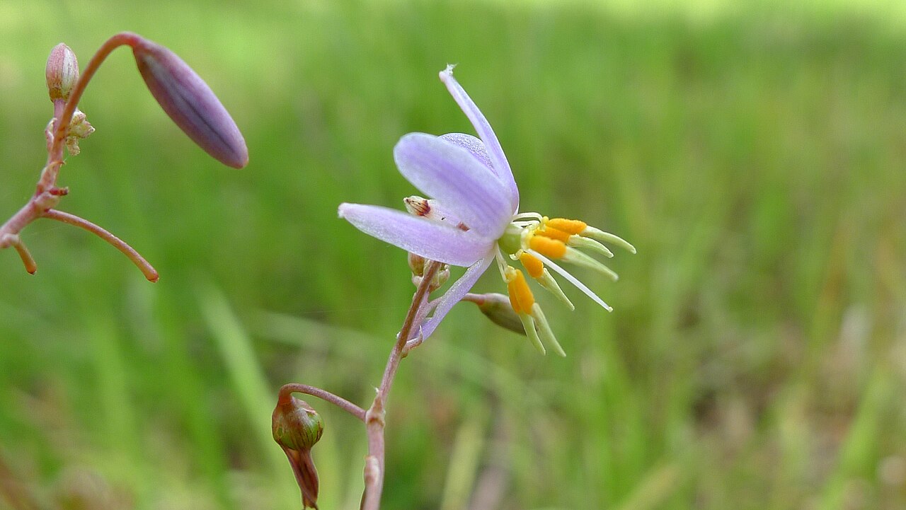 Dianella revoluta: Turners Flat, NSW, Australia, December 2014.