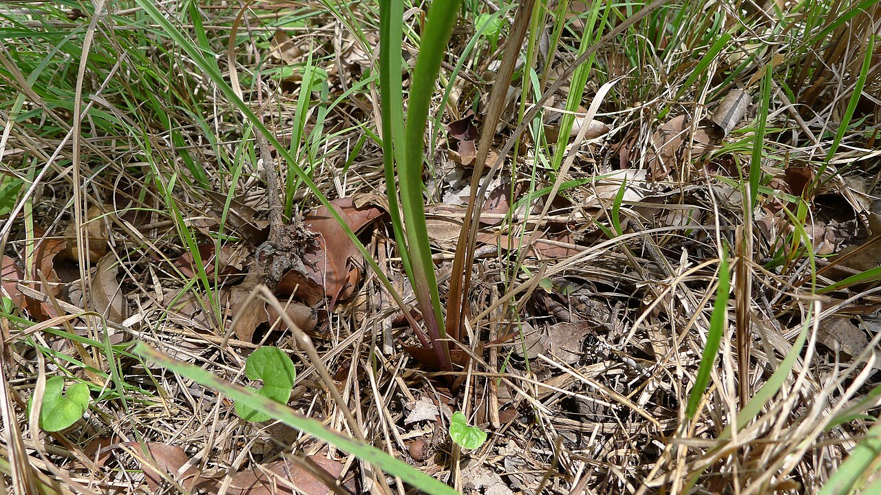 Dianella revoluta: Turners Flat, NSW, Australia, December 2014.