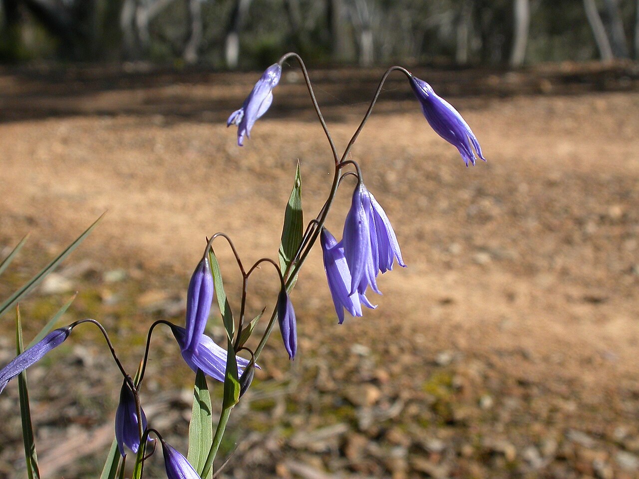 Dianella revoluta: Dianella revoluta R.Br., Black Mountain, Canberra, ACT, 22 October 2010