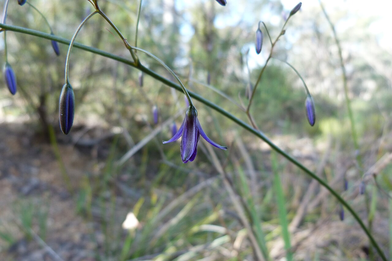 Dianella revoluta: Dianella revoluta R.Br., Black Mountain, Canberra, ACT, 28 October 2010